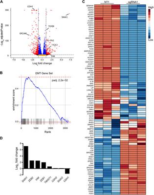 A genome–wide CRISPR activation screen identifies SCREEM a novel SNAI1 super-enhancer demarcated by eRNAs